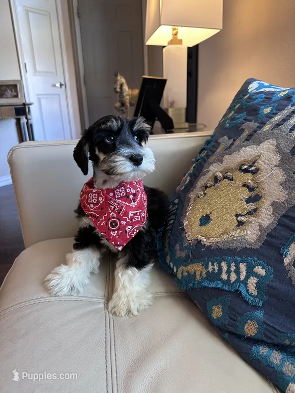 Monty – Miniature Schnauzer puppy for sale in Dallas, TX