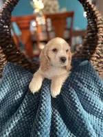 Duke, a male Cocker Spaniel for sale in Dallas, TX – Photo 4 of 4