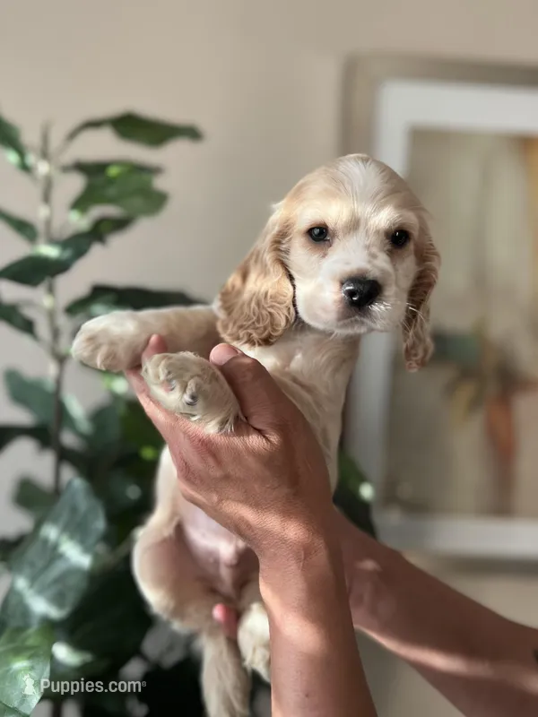 Duke – Cocker Spaniel puppy for sale in Dallas, TX