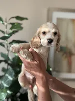 Duke, a male Cocker Spaniel for sale in Dallas, TX – Photo 1 of 4