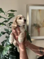 Duke, a male Cocker Spaniel for sale in Dallas, TX – Photo 3 of 4