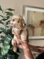 Duke, a male Cocker Spaniel for sale in Dallas, TX – Photo 2 of 4