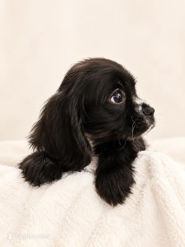 midnght  – Cockalier puppy for sale in Dallas, TX