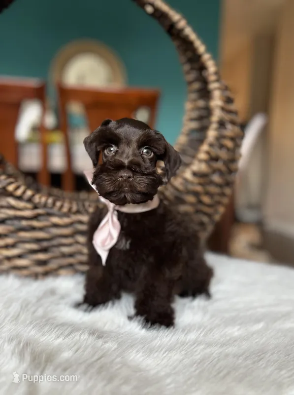 Godiva  – Miniature Schnauzer puppy for sale in Dallas, TX