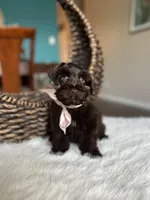 Godiva , a female Miniature Schnauzer for sale in Dallas, TX – Photo 2 of 3