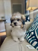 Max , a male Shih Tzu for sale in Dallas, TX – Photo 2 of 3