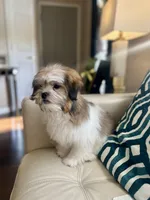 Max , a male Shih Tzu for sale in Dallas, TX – Photo 3 of 3