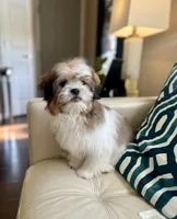 Max , a male Shih Tzu for sale in Dallas, TX – Photo 1 of 3