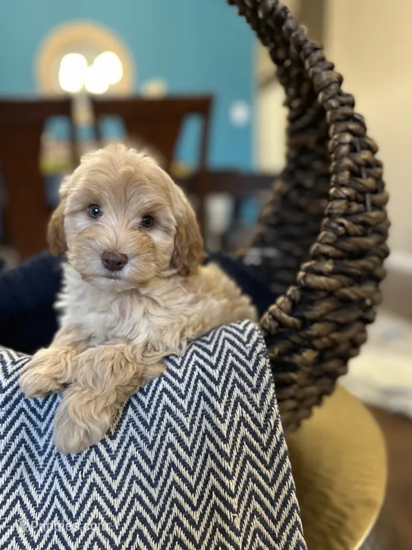 Robin – Maltipoo puppy for sale in Dallas, TX
