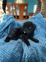 Shadow , a male Poodle - Miniature  for sale in Dallas, TX – Photo 3 of 3