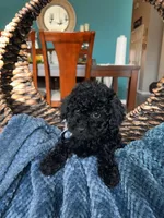 Shadow , a male Poodle - Miniature  for sale in Dallas, TX – Photo 2 of 3
