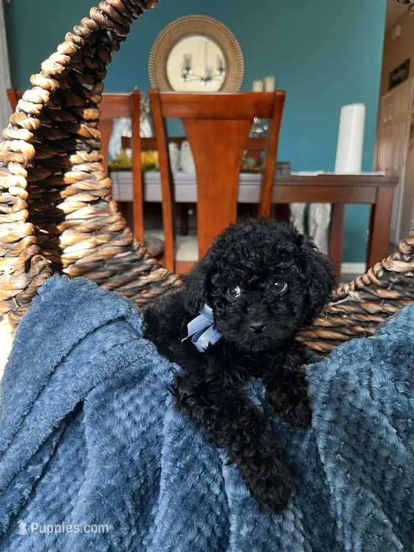 Shadow , a male Poodle - Miniature  for sale in Dallas, TX – Photo 1 of 3