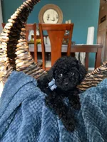 Shadow , a male Poodle - Miniature  for sale in Dallas, TX – Photo 1 of 3