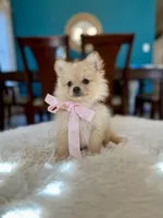 Sophi , a female Pomeranian for sale in Dallas, TX – 1 of 3