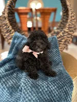 Coco, a female Poodle - Toy  for sale in Dallas, TX – 3 of 3