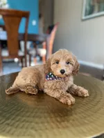 tommy , a male Miniature Goldendoodle for sale in Dallas, TX – Photo 3 of 3