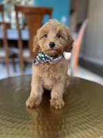 tommy , a male Miniature Goldendoodle for sale in Dallas, TX – Photo 1 of 3