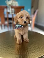 tommy , a male Miniature Goldendoodle for sale in Dallas, TX – Photo 2 of 3