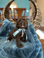 Max, a male Cocker Spaniel for sale in Dallas, TX – 2 of 3