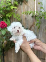 Tommy, a male Poodle - Toy  for sale in Dallas, TX – 3 of 3