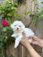 Tommy, a male Poodle - Toy  for sale in Dallas, TX – 2 of 3