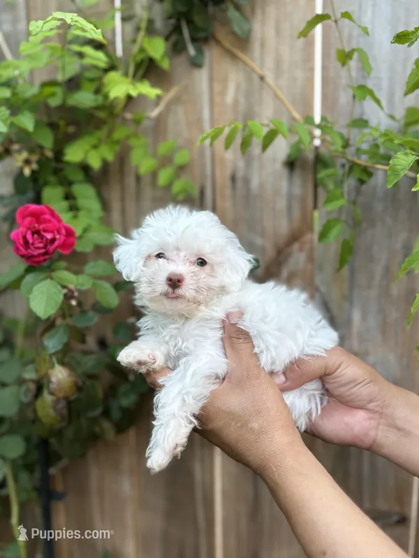 Tommy – Poodle - Toy  puppy for sale in Dallas, TX