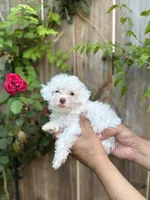 Tommy, a male Poodle - Toy  for sale in Dallas, TX – 1 of 3