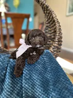 Bella, a female Cockapoo for sale in Dallas, TX – 2 of 3