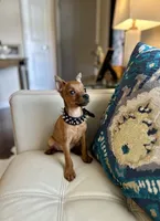 Wilson , a male Miniature Pinscher for sale in Dallas, TX – 3 of 3