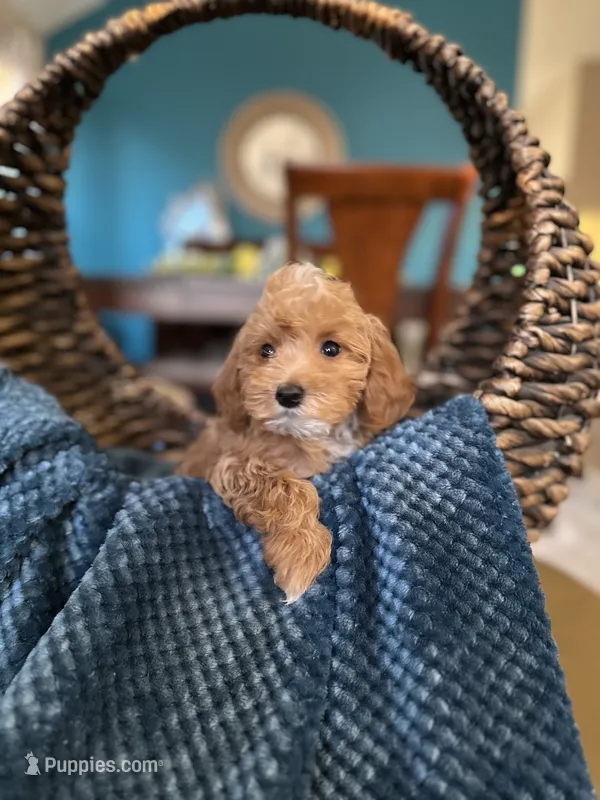 Bentley  – Poodle - Toy  puppy for sale in Dallas, TX