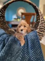 Bentley , a male Poodle - Toy  for sale in Dallas, TX – 1 of 3