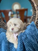 Lola , a female Shihpoo for sale in Dallas, TX – Photo 2 of 3