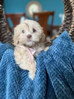 Lola , a female Shihpoo for sale in Dallas, TX – Photo 3 of 3