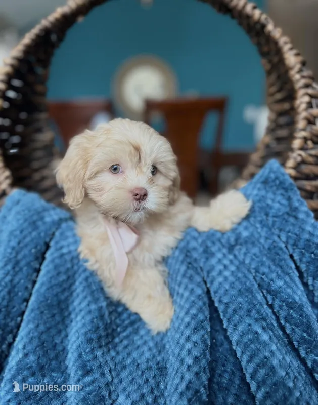 Lola  – Shihpoo puppy for sale in Dallas, TX