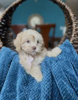 Lola , a female Shihpoo for sale in Dallas, TX – Photo 1 of 3