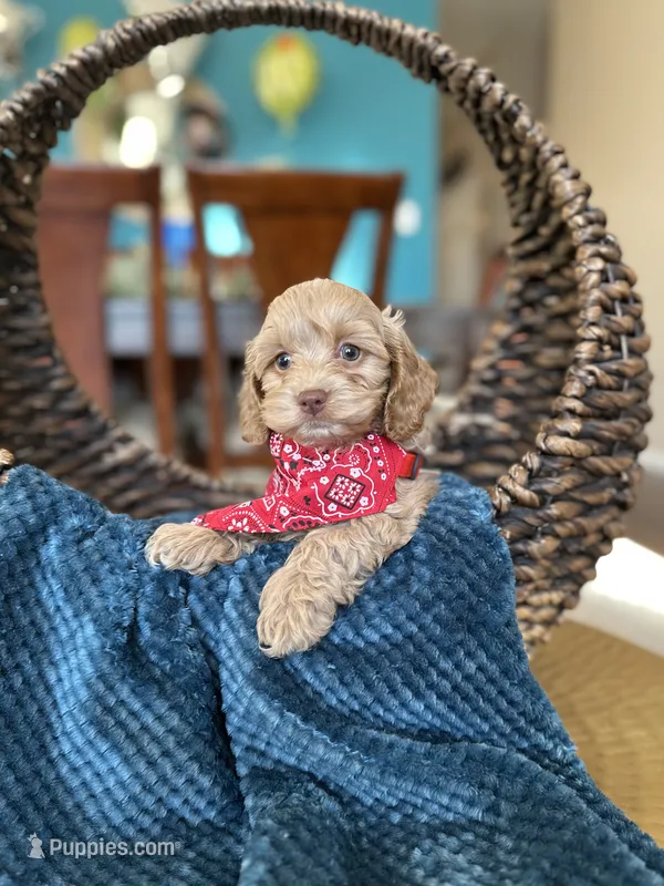 Tom – Cockapoo puppy for sale in Dallas, TX