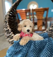 Max , a male Goldendoodle for sale in Dallas, TX – 2 of 3