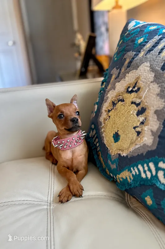 Bambi  – Miniature Pinscher puppy for sale in Dallas, TX