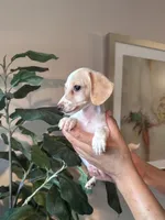 Jack, a male Miniature Dachshund for sale in Dallas, TX – 3 of 4