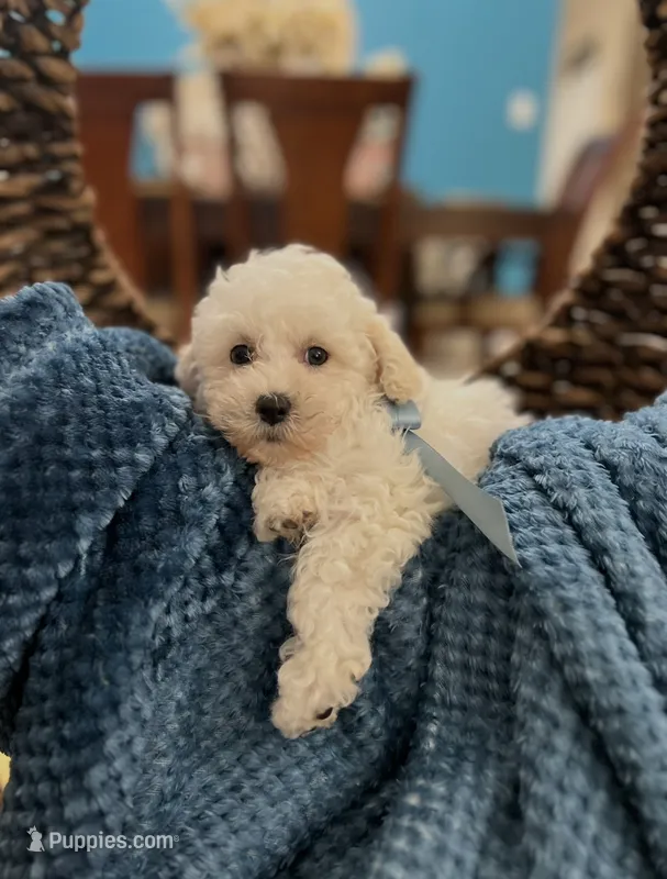 Tom – Poodle - Miniature  puppy for sale in Dallas, TX