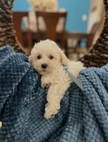 Tom, a male Poodle - Miniature  for sale in Dallas, TX – 1 of 3