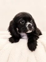 midnght , a male Cockalier for sale in Dallas, TX – 2 of 3
