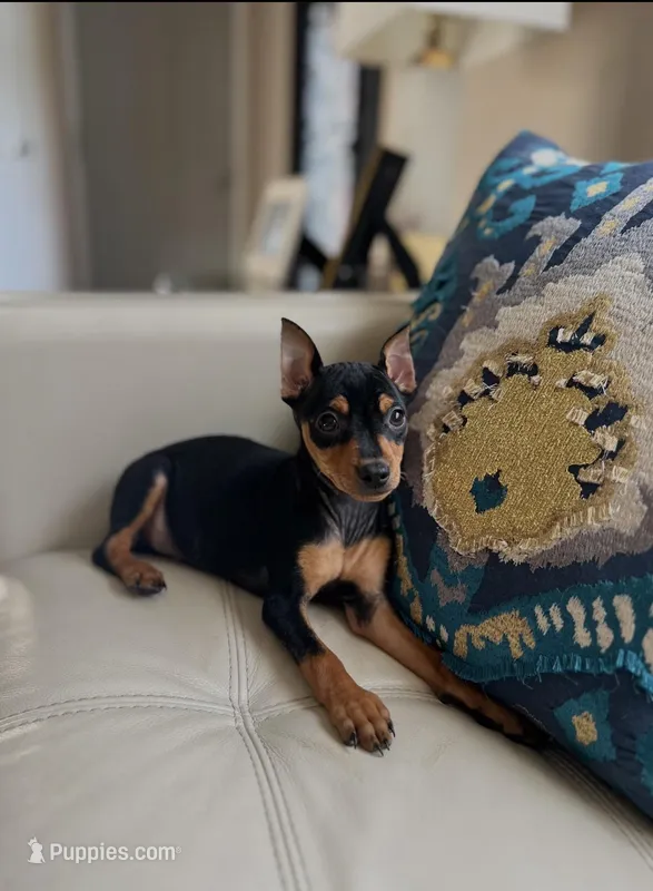 Rocky , a male Miniature Pinscher for sale in Dallas, TX – Photo 1 of 2