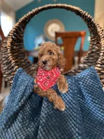 Milo , a male Poodle - Miniature  for sale in Dallas, TX – 2 of 3