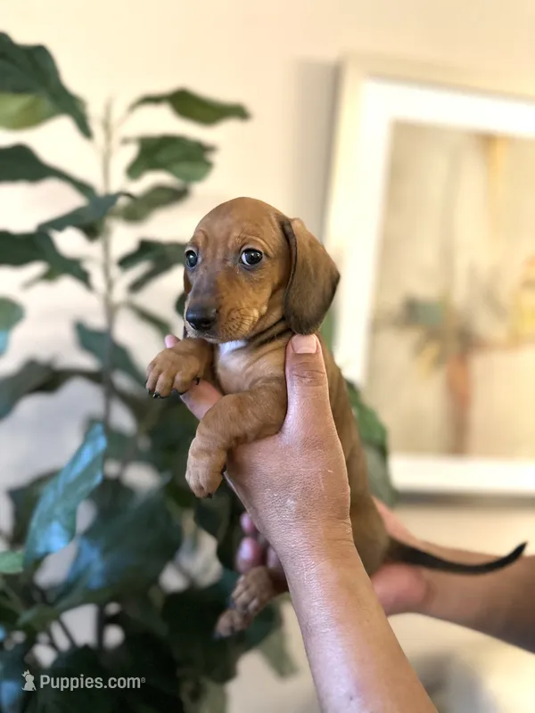 Lucy  – Miniature Dachshund puppy for sale in Dallas, TX