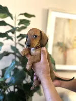 Lucy , a female Miniature Dachshund for sale in Dallas, TX – 1 of 3