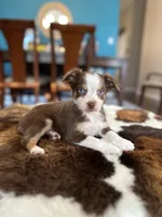 Becky , a female Toy Australian Shepherd for sale in Dallas, TX – 2 of 3