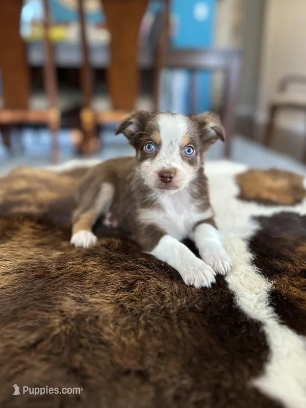 Becky  – Toy Australian Shepherd puppy for sale in Dallas, TX