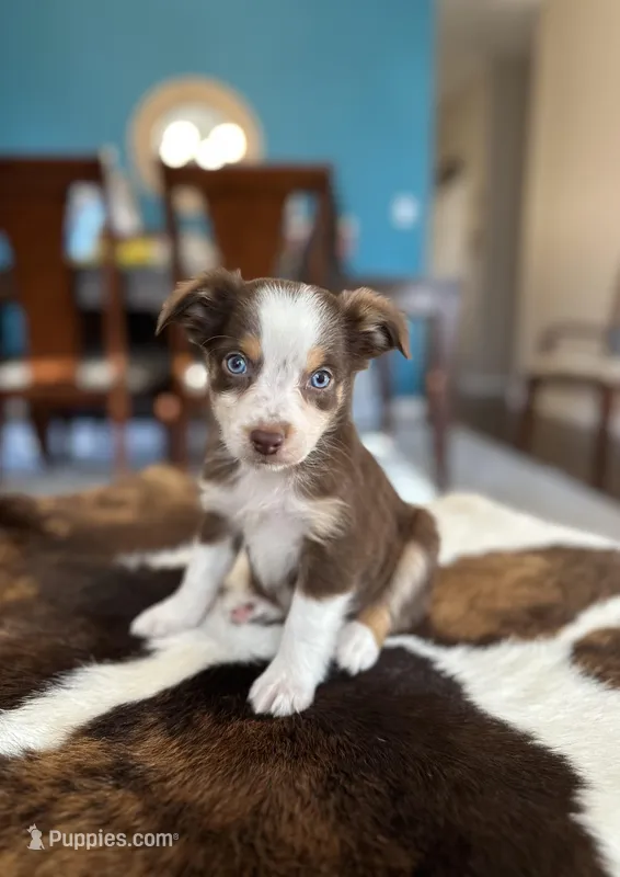 Becky  – Toy Australian Shepherd puppy for sale in Dallas, TX