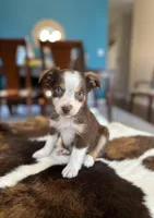 Becky , a female Toy Australian Shepherd for sale in Dallas, TX – 3 of 3